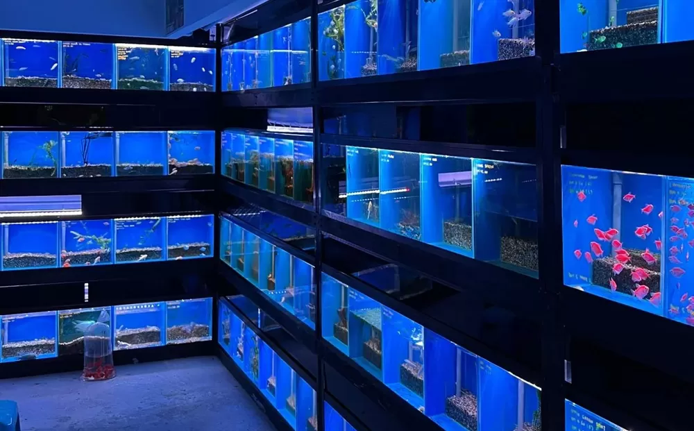 Multi-layer frame commercial aquaculture fish tanks (layered tanks for aquatic product stores/fish farms)