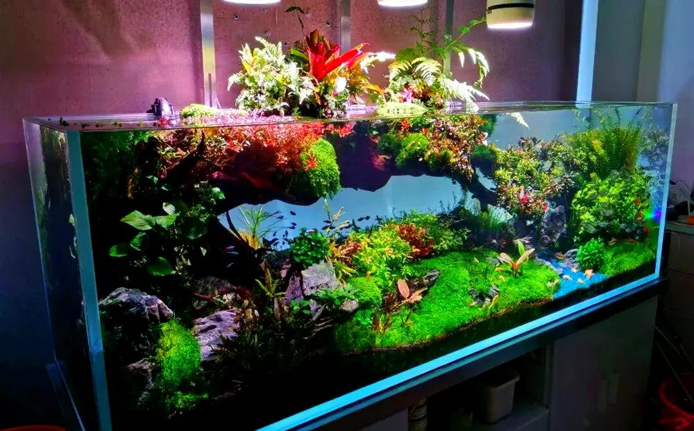 Desktop aquatic plant rain-soaked landscape fish tank (Small ecological landscape tank)