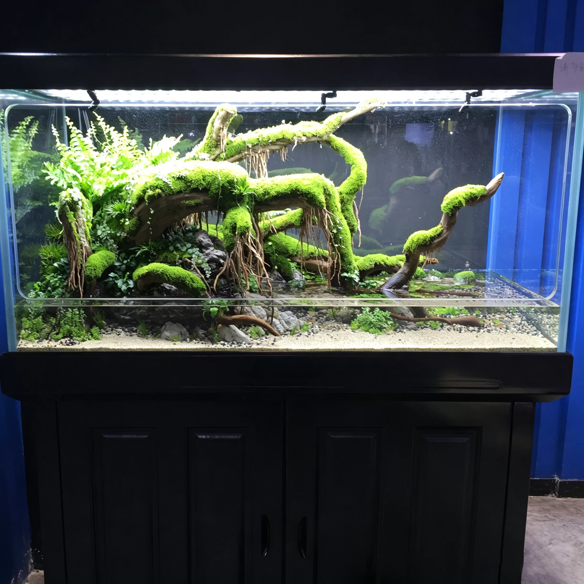 Customized arc-shaped driftwood moss water and land grass floor-standing ornamental fish tank