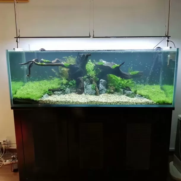 Customized ecological ornamental fish tanks featuring driftwood, mountain stones, water plants and landscape