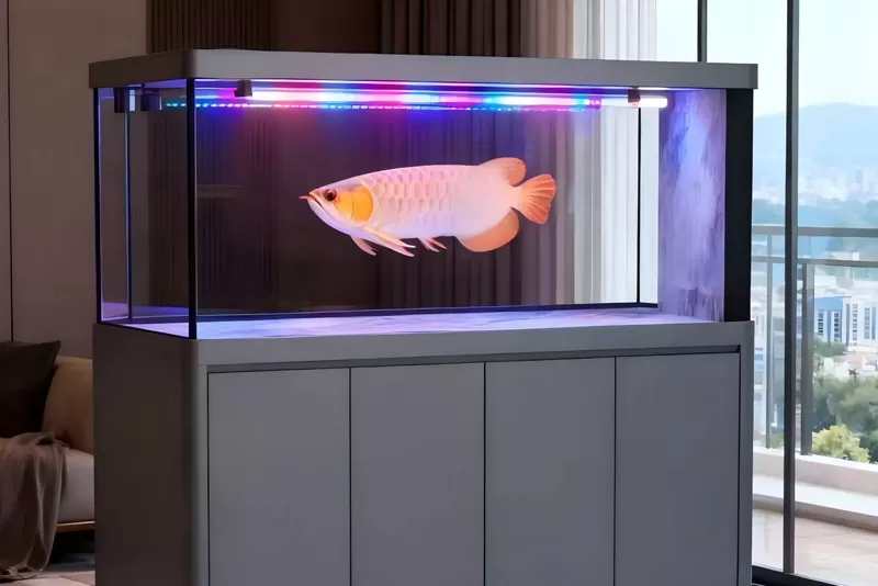 A minimalist grey four-door dragon tank aquarium selection guide and bottom filter system maintenance tutorial